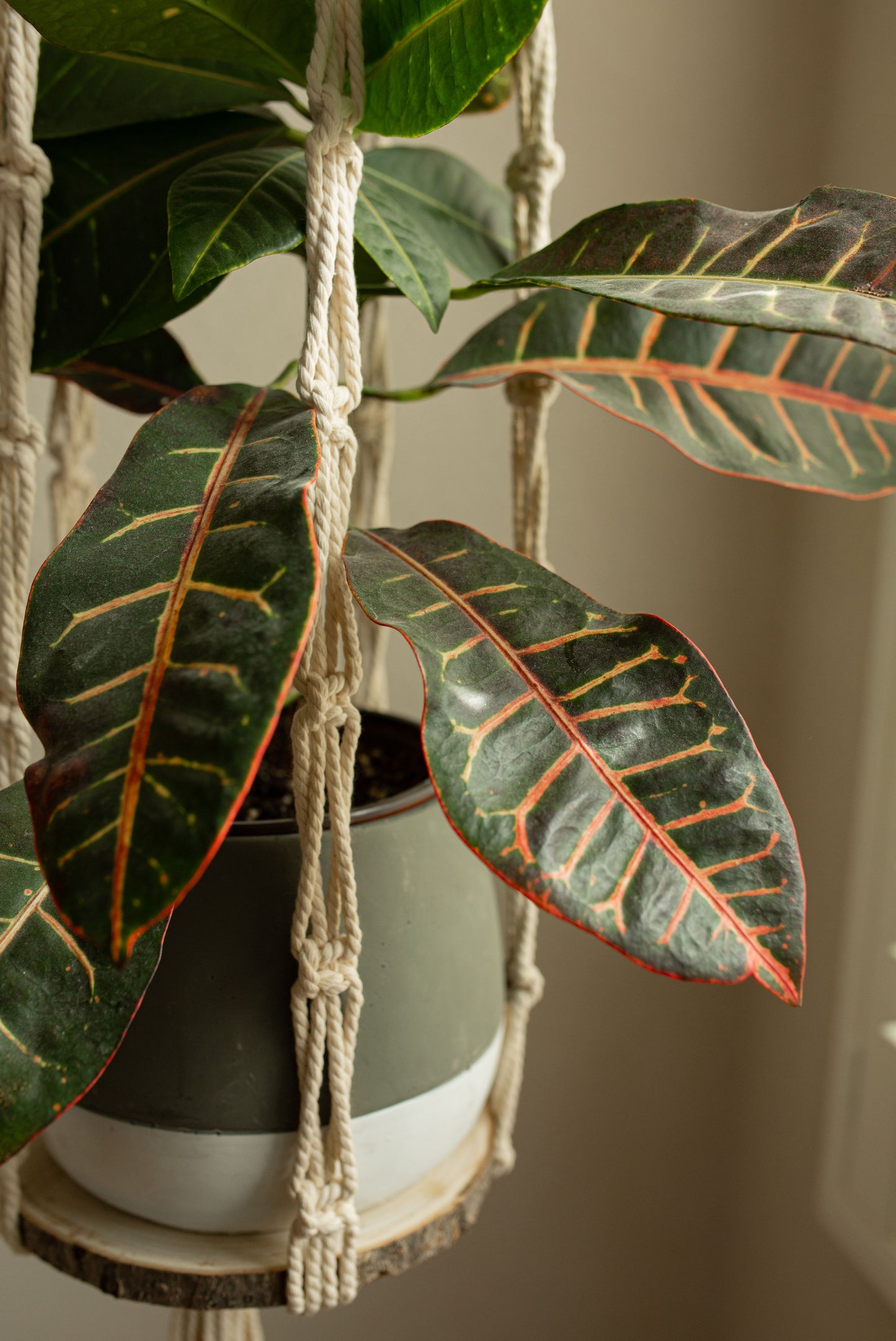 “Hera” Long Plant Hanger