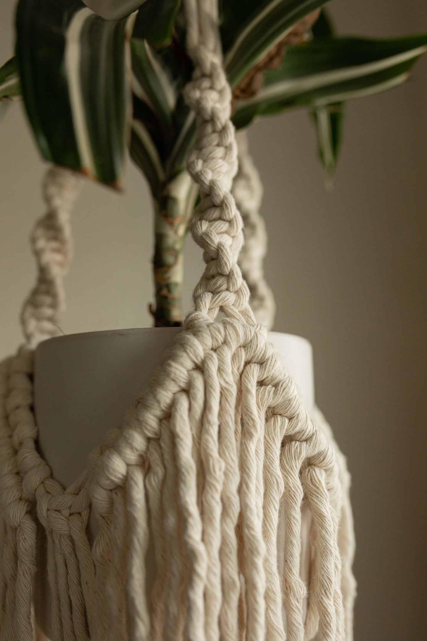 "Dionysus" Plant Hanger